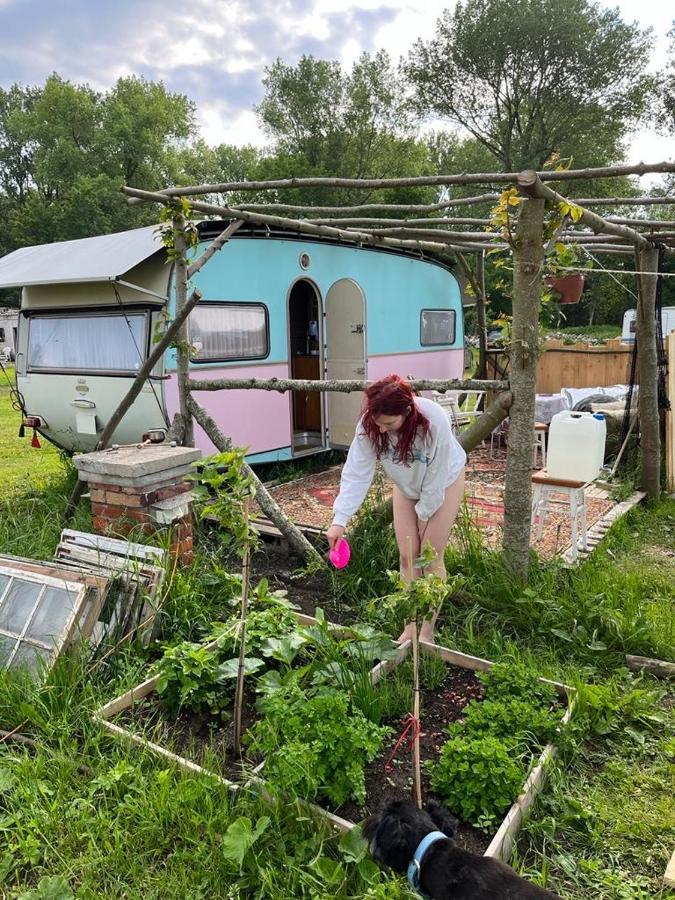 Camping Rogowo Mrzeżyno Exteriör bild